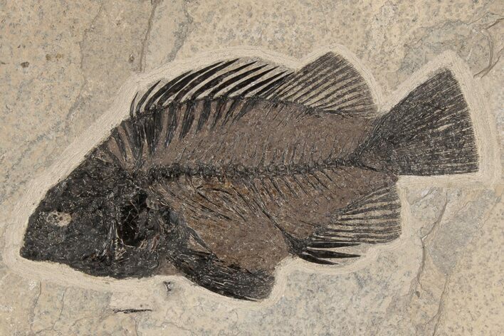 Fossil Fish (Priscacara) - Green River Formation #198099